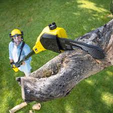 How Our Tree Care Process Works  in Midway City, CA